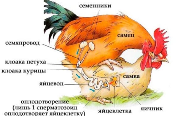 Как оплодотворяет петух курицу схема спаривания и описание процесса размножения