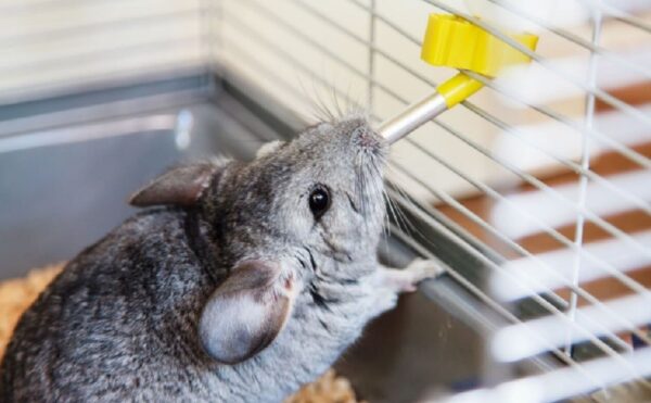 Как и чем кормить шиншилл в домашних условиях