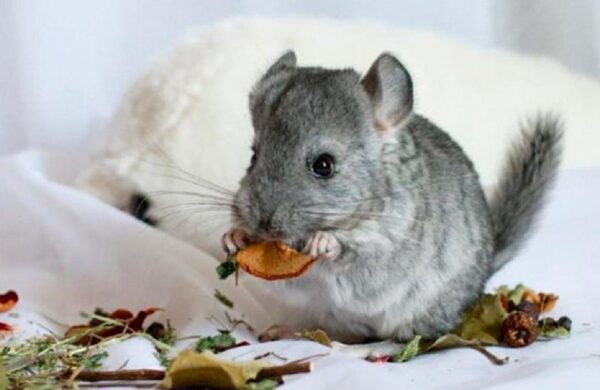 Как и чем кормить шиншилл в домашних условиях