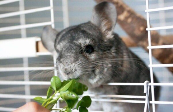 Как и чем кормить шиншилл в домашних условиях