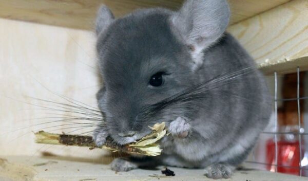 Как и чем кормить шиншилл в домашних условиях