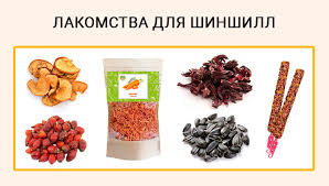 Чем кормить шиншиллу в домашних условиях