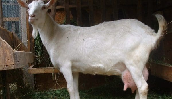 Какая порода коз самая лучшая?
