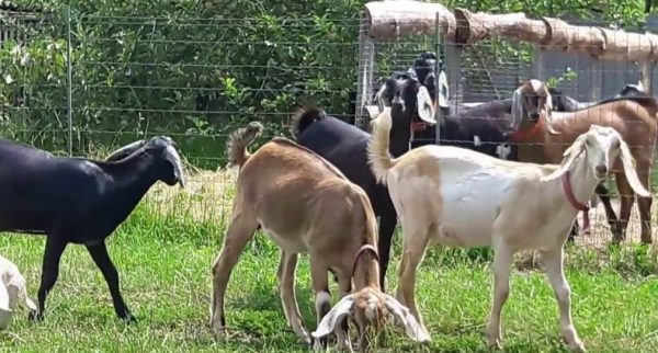 Нубийские козы очень красивы и отличаются высокой удойностью
