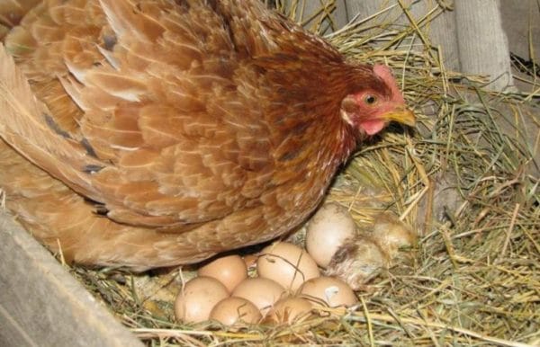Гнездо, где курица будет высиживать яйца, должно быть достаточно удобным
