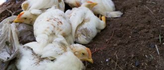 Почему бройлерные цыплята и куры падают на ноги, возможные причины