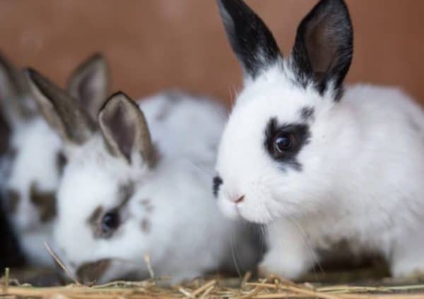 Крольчата в период отсаживания от крольчихи