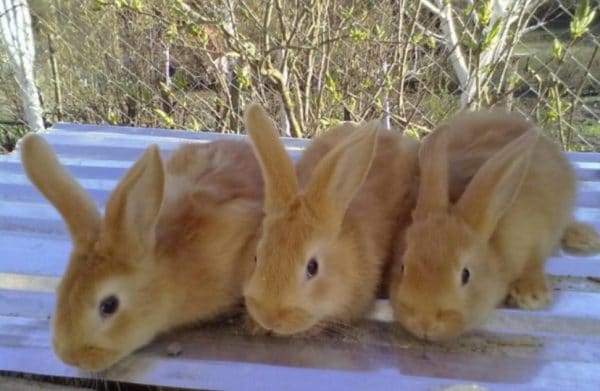 Крольчат отсаживают на 28-й день жизни