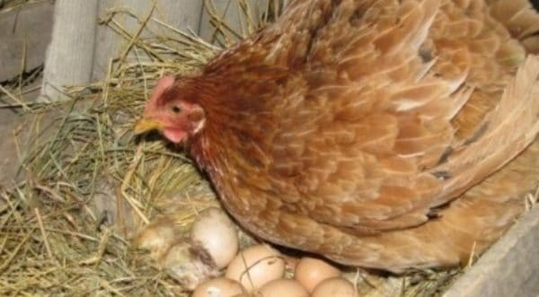 яйцо птицы, принимавшей Энрофлоксацин, непригодно к реализации в течение 11 дней после приема препарата