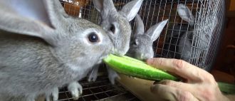 Чем кормить кроликов зимой и летом