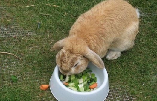 Первый раз давать кабачки крольчатам можно, когда им исполнится 1,5-2 месяца