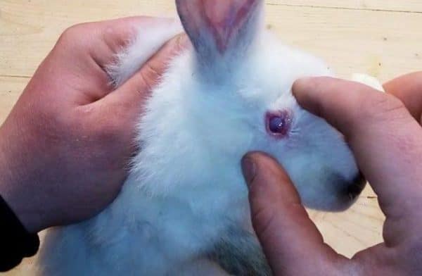 Глаза у кролика подвержены разнообразным заболеваниям