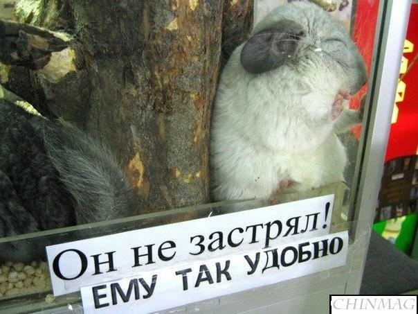 Интересные факты о шиншиллах