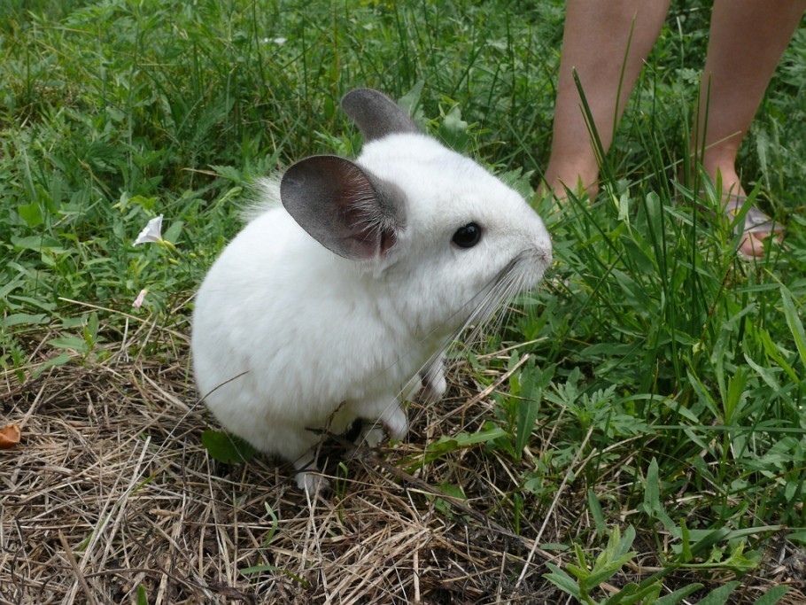 История разведения шиншилл