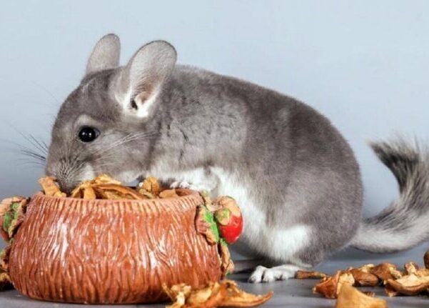чем кормить шиншиллу в домашних условиях