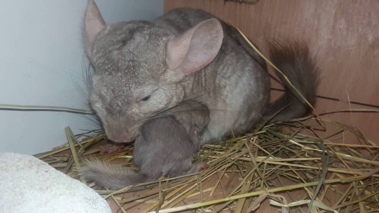 шиншилла после родов