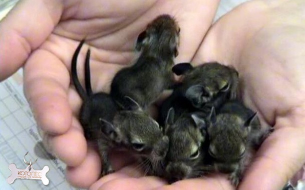 шиншилла после родов