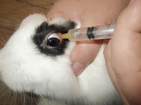 Лечение глазных болезней у кроликов