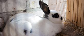 Кролик в квартире - Домашние животные