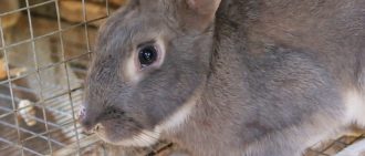 Почему у кроликов может вздуваться живот, причины и симптомы