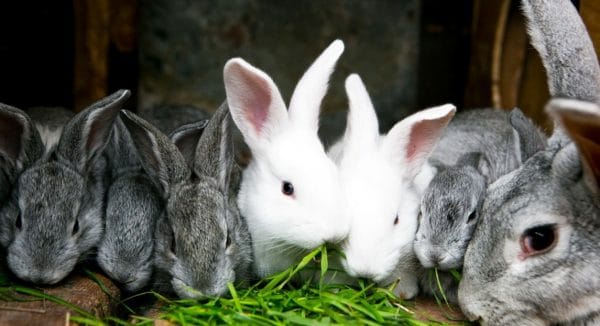 Основным кормом для кроликов считается свежая зелень и сухое сено