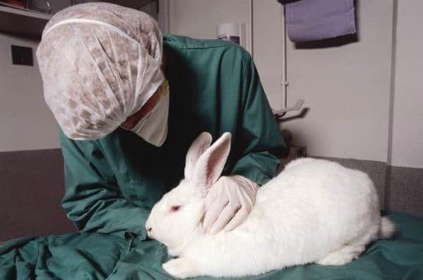 Ветеринар назначит больному кролику действенное лечение