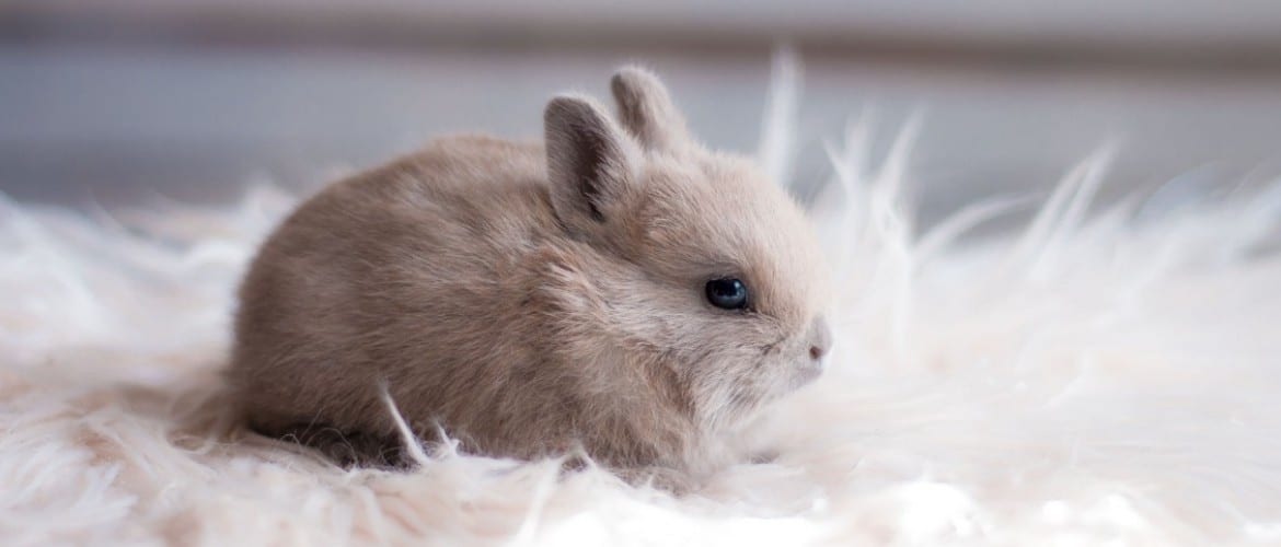 Кролик в квартире секреты разведения кроликов в квартире