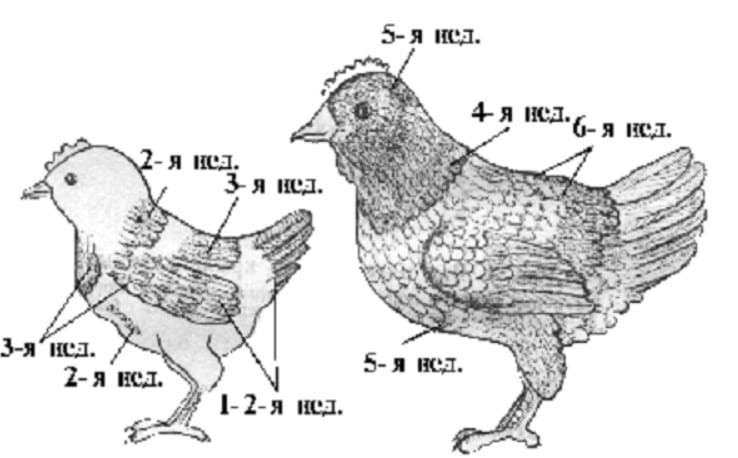 Как отличить петушка от курочки у цыплят