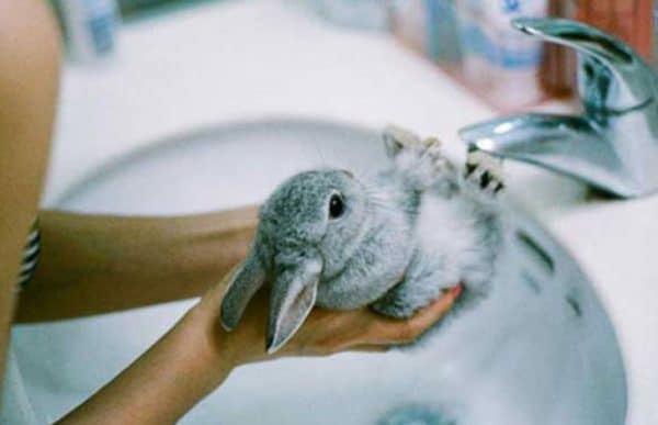 Запрещено мыть домашнего любимца в ванной или других больших емкостях