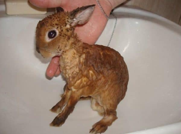 Кроликов не нужно регулярно купать