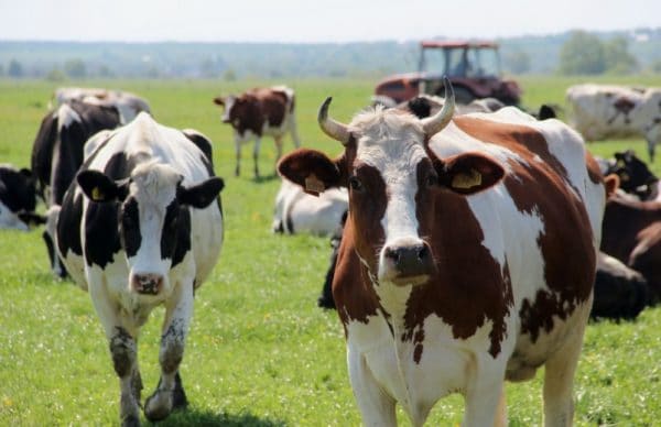 Одни из самых распространённых коров в мире – голштинцы