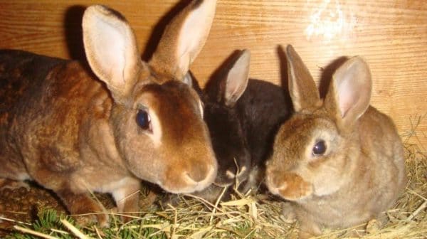Разведение кроликов – прибыльное занятие, но животным необходим тщательный уход