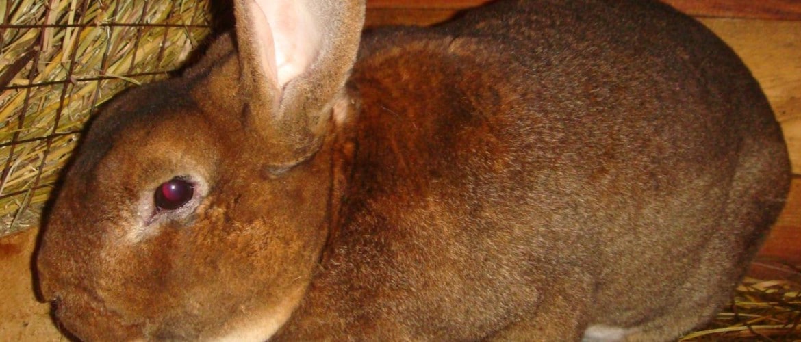Мокрец у кроликов или инфекционный стоматит thumbnail