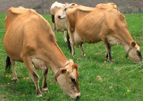 Найти чистокровную корову джерсейской породы сложно