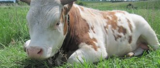 Чем кормить корову чтобы было больше молока: выбор продуктов и корма