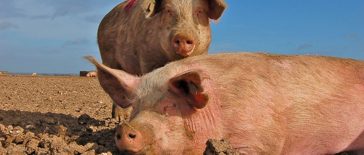 Улучшаем рост свиней биодобавками и стимуляторами