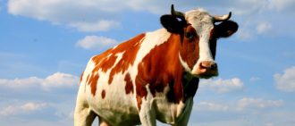 Лейкоз у коров: симптомы, лечение