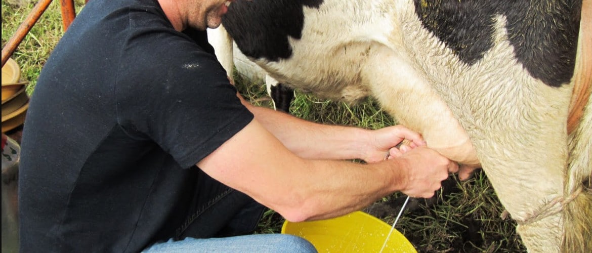 Как правильно доить корову доильным аппаратом и руками