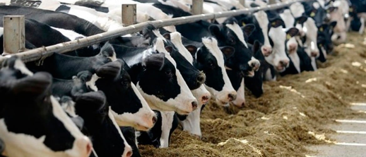 Лейкоз у коровы: Признаки болезни у КРС, можно ли пить молоко и есть мясо больных животных