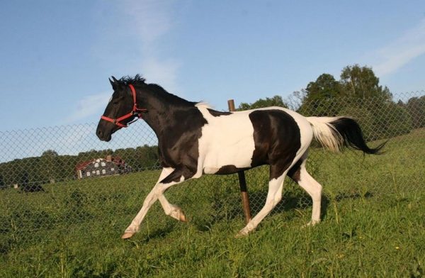 Масти лошадей: какие бывают цвета и окрасы, основные виды и разновидности, отличия
