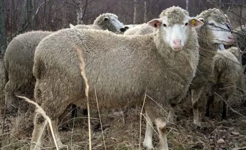 Северо-кавказская порода овец