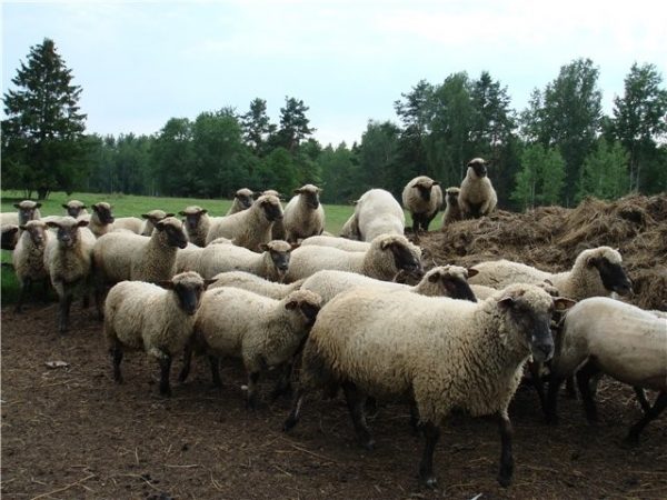 Латвийская темноголовая порода овец