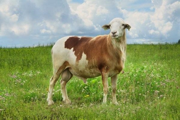Катумская мясная порода овец