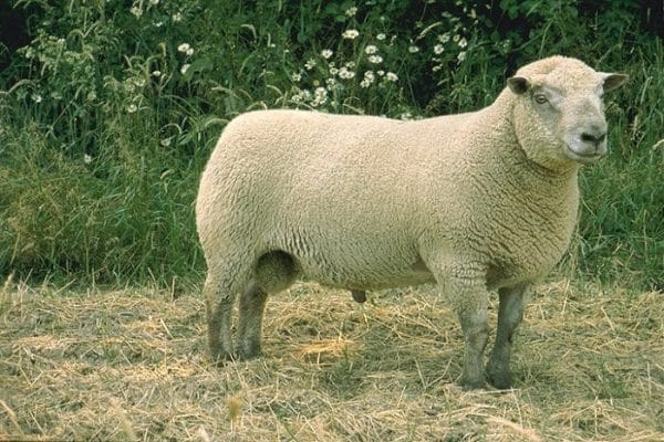 Вандейская порода овец