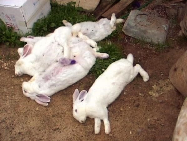 Самое опасное заболевание – вирусная геморрагическая болезнь кроликов (ВГБК)