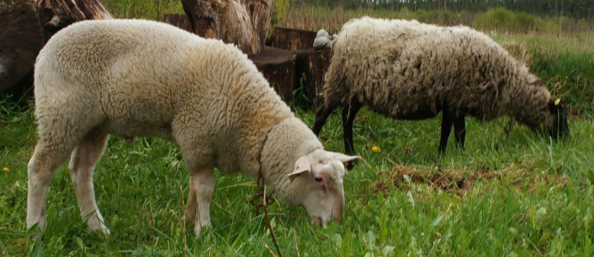 Кормление и содержание овец: комбикорм, откорм, что ест молодняк