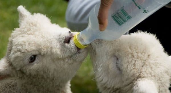 Обеспечить доступ овец к чистой воде - главное условие удачного содержания и выращивания