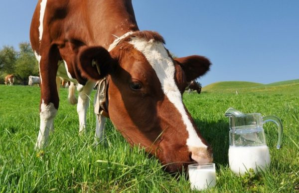Естественный процесс скисания убыстряется при нарушении правил хранения молочной продукции