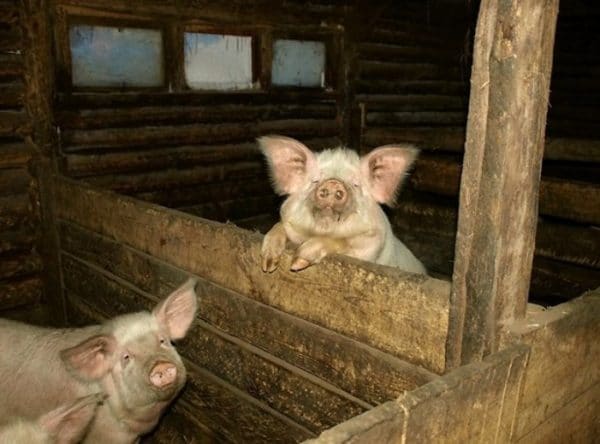 Свинарник необходим для разведения и откорма животных