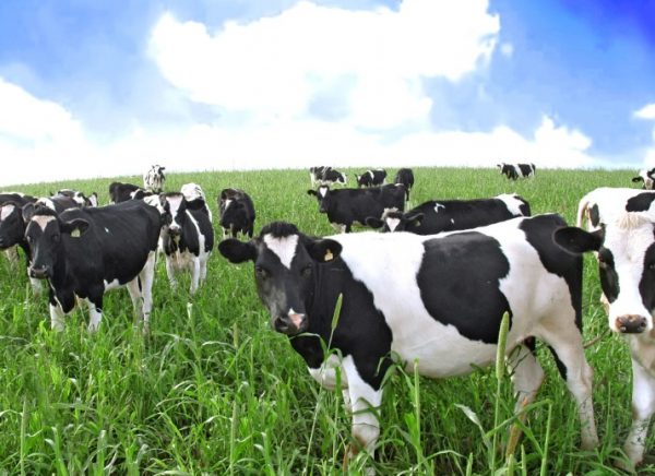 Содержание молочных коров требует организации правильного питания и ухода